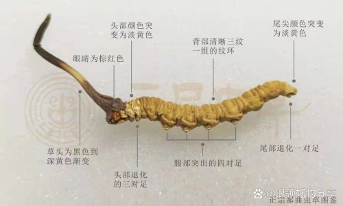 红烧肉功效和营养价值-红烧牛肉的作法,中国红烧肉功效网站